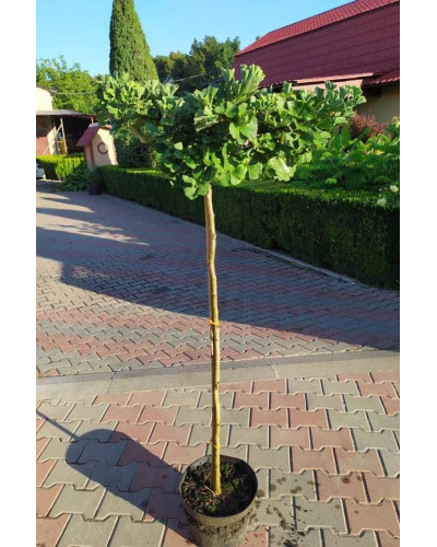 Гінкго дволопатеве Марікен на штамбі | Ginkgo biloba Mariken stambГинкго двулопастный Марикен на штамбе | Ginkgo biloba Mariken stamb