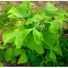 Гінкго дволопатеве Марікен на штамбі | Ginkgo biloba Mariken stambГинкго двулопастный Марикен на штамбе | Ginkgo biloba Mariken stamb