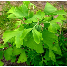 Гінкго дволопатеве Марікен на штамбі | Ginkgo biloba Mariken stambГинкго двулопастный Марикен на штамбе | Ginkgo biloba Mariken stamb