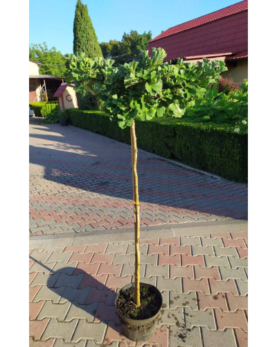 Гінкго дволопатеве Марікен на штамбі | Ginkgo biloba Mariken stambГинкго двулопастный Марикен на штамбе | Ginkgo biloba Mariken stamb