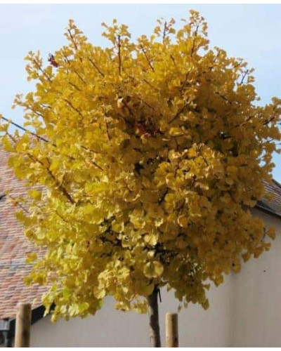 Гінкго дволопатеве Марікен на штамбі | Ginkgo biloba Mariken stambГинкго двулопастный Марикен на штамбе | Ginkgo biloba Mariken stamb