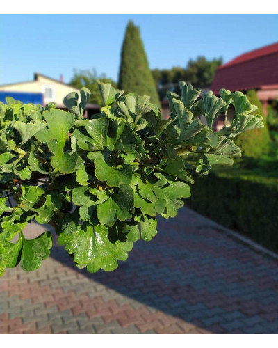 Гінкго дволопатеве Марікен на штамбі | Ginkgo biloba Mariken stambГинкго двулопастный Марикен на штамбе | Ginkgo biloba Mariken stamb