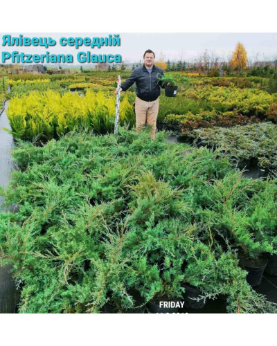 Ялівець середній Пфітцеріана Глаука | Можжевельник средний Пфитцериана Глаука | Juniperus media Pfitzeriana Glauca