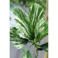 Гінкго дволопатеве Варієгата | Ginkgo biloba Variegata | Гинкго двулопастный Вариегата