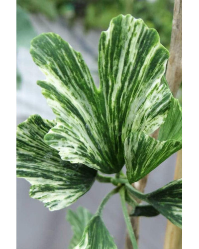 Гінкго дволопатеве Варієгата | Ginkgo biloba Variegata | Гинкго двулопастный Вариегата
