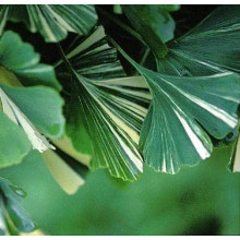 Гінкго дволопатеве Варієгата | Ginkgo biloba Variegata | Гинкго двулопастный Вариегата
