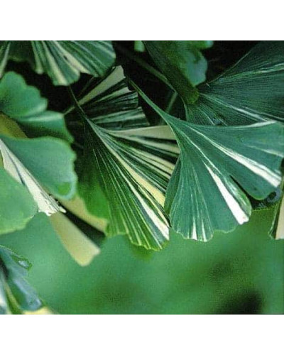 Гінкго дволопатеве Варієгата | Ginkgo biloba Variegata | Гинкго двулопастный Вариегата