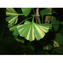 Гінкго дволопатеве Варієгата | Ginkgo biloba Variegata | Гинкго двулопастный Вариегата