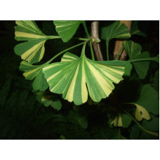 Гінкго дволопатеве Варієгата | Ginkgo biloba Variegata | Гинкго двулопастный Вариегата