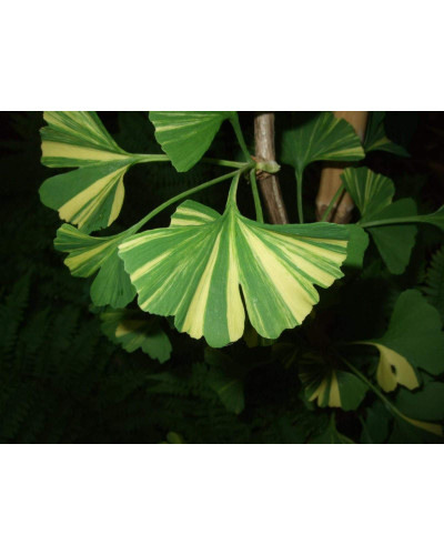 Гінкго дволопатеве Варієгата | Ginkgo biloba Variegata | Гинкго двулопастный Вариегата