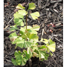 Гінкго дволопатеве Варієгата | Ginkgo biloba Variegata | Гинкго двулопастный Вариегата