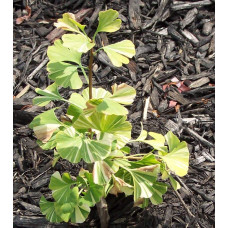 Гінкго дволопатеве Варієгата | Ginkgo biloba Variegata | Гинкго двулопастный Вариегата