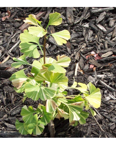 Гінкго дволопатеве Варієгата | Ginkgo biloba Variegata | Гинкго двулопастный Вариегата