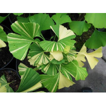 Гінкго дволопатеве Варієгата | Ginkgo biloba Variegata | Гинкго двулопастный Вариегата