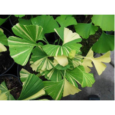 Гінкго дволопатеве Варієгата | Ginkgo biloba Variegata | Гинкго двулопастный Вариегата