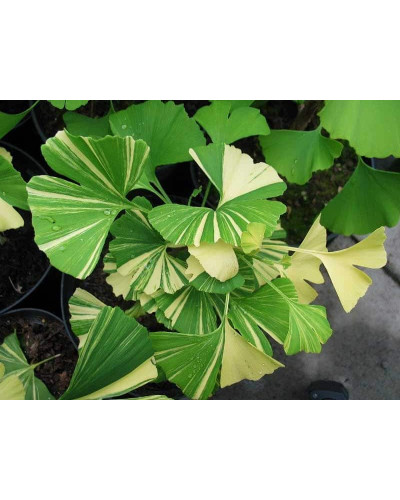 Гінкго дволопатеве Варієгата | Ginkgo biloba Variegata | Гинкго двулопастный Вариегата