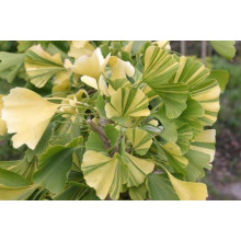 Гінкго дволопатеве Варієгата | Ginkgo biloba Variegata | Гинкго двулопастный Вариегата