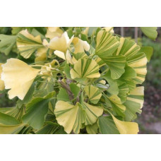 Гінкго дволопатеве Варієгата | Ginkgo biloba Variegata | Гинкго двулопастный Вариегата
