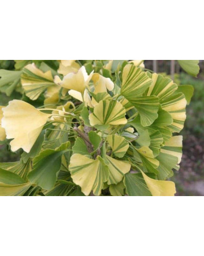 Гінкго дволопатеве Варієгата | Ginkgo biloba Variegata | Гинкго двулопастный Вариегата