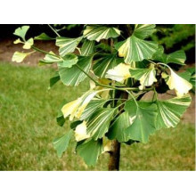 Гінкго дволопатеве Варієгата | Ginkgo biloba Variegata | Гинкго двулопастный Вариегата