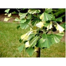 Гінкго дволопатеве Варієгата | Ginkgo biloba Variegata | Гинкго двулопастный Вариегата