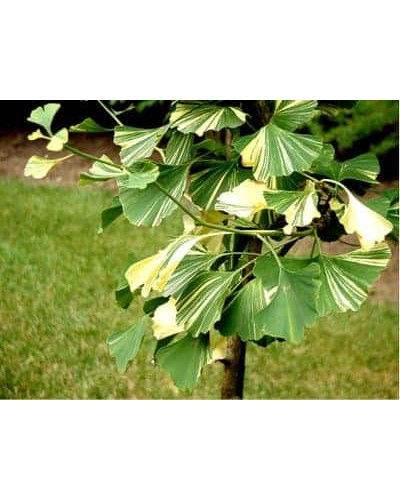 Гінкго дволопатеве Варієгата | Ginkgo biloba Variegata | Гинкго двулопастный Вариегата