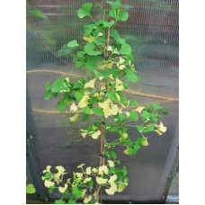 Гінкго дволопатеве Варієгата | Ginkgo biloba Variegata | Гинкго двулопастный Вариегата