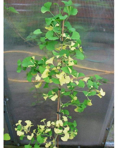Гінкго дволопатеве Варієгата | Ginkgo biloba Variegata | Гинкго двулопастный Вариегата