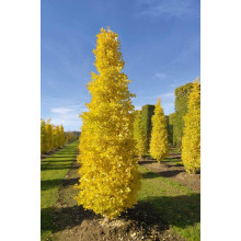 Гінкго білоба Менхір | Ginkgo biloba MenhirГинкго билоба Менхир | Ginkgo biloba Menhir