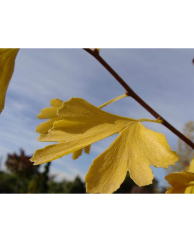 Гінкго білоба Менхір | Ginkgo biloba MenhirГинкго билоба Менхир | Ginkgo biloba Menhir