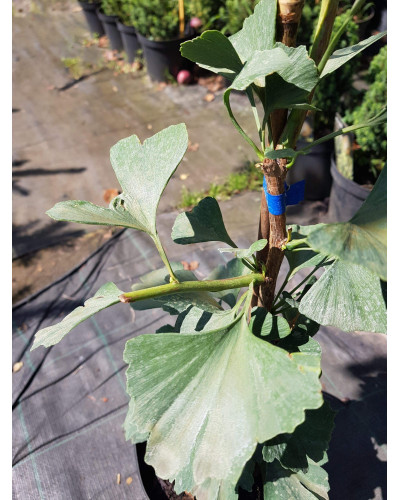 Гінкго білоба Менхір | Ginkgo biloba MenhirГинкго билоба Менхир | Ginkgo biloba Menhir