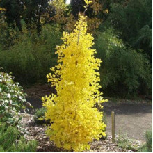 Гінкго білоба Менхір | Ginkgo biloba MenhirГинкго билоба Менхир | Ginkgo biloba Menhir
