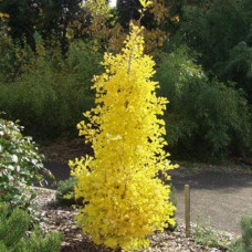 Гінкго білоба Менхір | Ginkgo biloba MenhirГинкго билоба Менхир | Ginkgo biloba Menhir