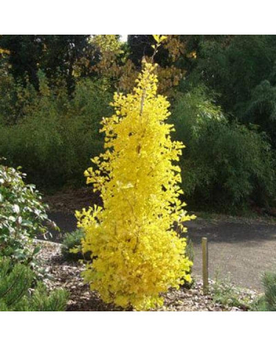 Гінкго білоба Менхір | Ginkgo biloba MenhirГинкго билоба Менхир | Ginkgo biloba Menhir