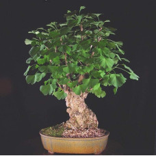 Гінкго білоба Менхір | Ginkgo biloba MenhirГинкго билоба Менхир | Ginkgo biloba Menhir