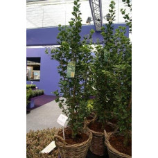 Гінкго білоба Менхір | Ginkgo biloba MenhirГинкго билоба Менхир | Ginkgo biloba Menhir