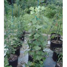 Гінкго білоба Менхір | Ginkgo biloba MenhirГинкго билоба Менхир | Ginkgo biloba Menhir