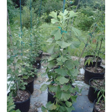 Гінкго білоба Менхір | Ginkgo biloba MenhirГинкго билоба Менхир | Ginkgo biloba Menhir