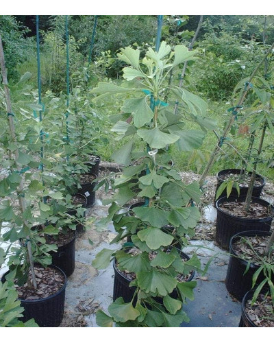 Гінкго білоба Менхір | Ginkgo biloba MenhirГинкго билоба Менхир | Ginkgo biloba Menhir