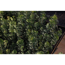 Гінкго білоба Менхір | Ginkgo biloba MenhirГинкго билоба Менхир | Ginkgo biloba Menhir