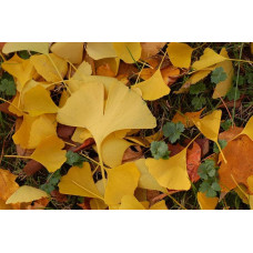 Гінкго білоба Менхір | Ginkgo biloba MenhirГинкго билоба Менхир | Ginkgo biloba Menhir