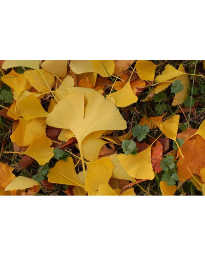 Гінкго білоба Менхір | Ginkgo biloba MenhirГинкго билоба Менхир | Ginkgo biloba Menhir