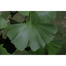 Гінкго білоба Менхір | Ginkgo biloba MenhirГинкго билоба Менхир | Ginkgo biloba Menhir