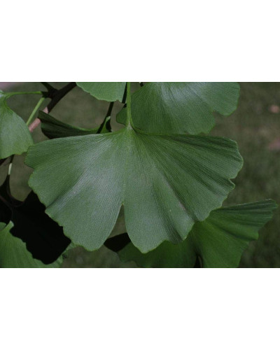 Гінкго білоба Менхір | Ginkgo biloba MenhirГинкго билоба Менхир | Ginkgo biloba Menhir