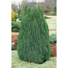 Ялівець китайський Стрікта | Juniperus chinensis Stricta | Можжевельник китайский Стрикта