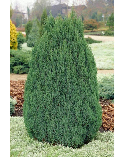 Ялівець китайський Стрікта | Juniperus chinensis Stricta | Можжевельник китайский Стрикта