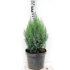 Ялівець китайський Стрікта | Juniperus chinensis Stricta | Можжевельник китайский Стрикта