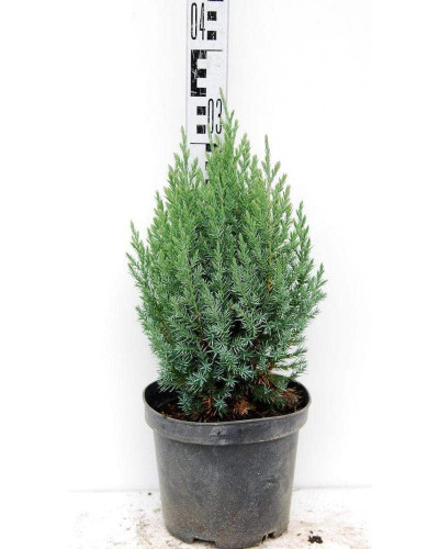 Ялівець китайський Стрікта | Juniperus chinensis Stricta | Можжевельник китайский Стрикта