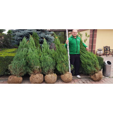 Ялівець китайський Стрікта | Juniperus chinensis Stricta | Можжевельник китайский Стрикта