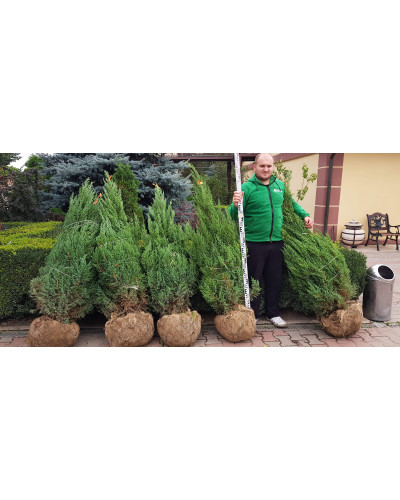 Ялівець китайський Стрікта | Juniperus chinensis Stricta | Можжевельник китайский Стрикта